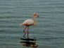 Pink flamingo