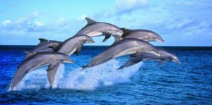 dolphins