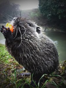 nutria