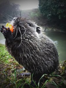 nutria